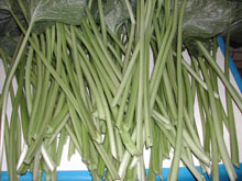 山葵茎